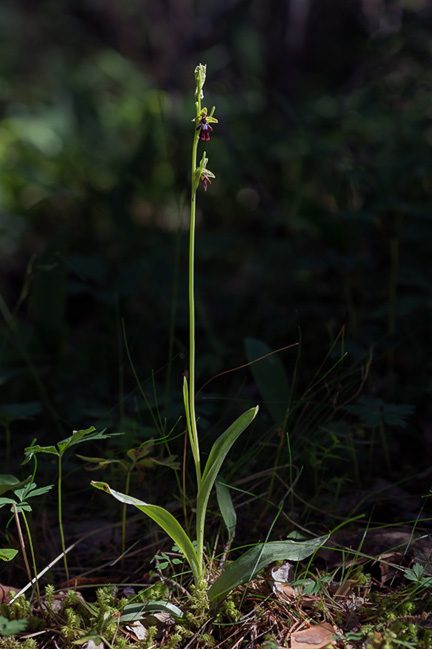 Ophrys insectifera flueblom