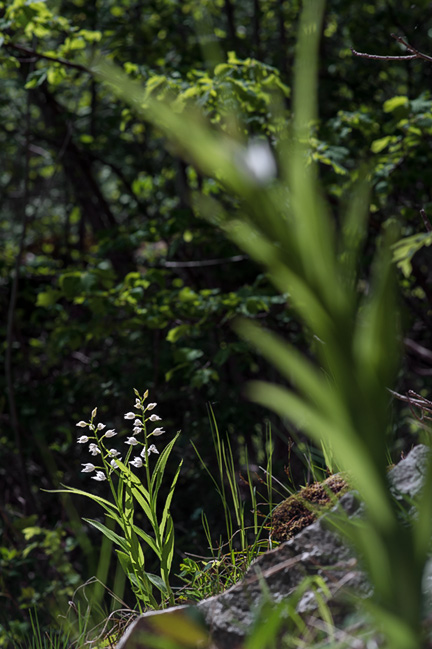 Cephalanthera longifolia hvit skogfrue