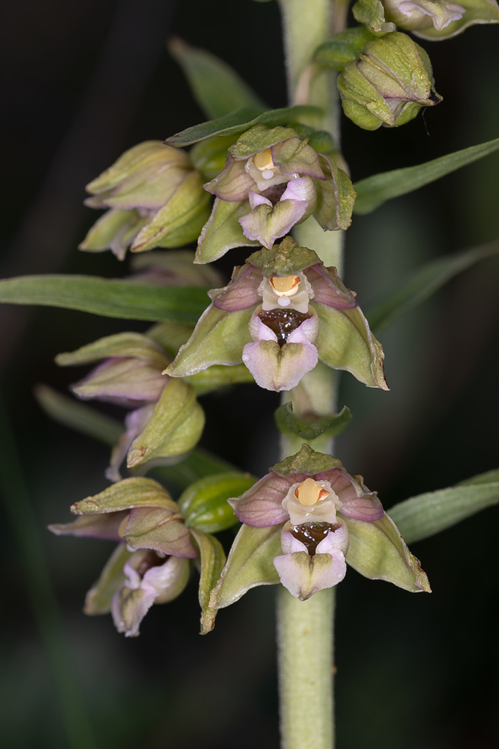 Epipactis helleborine breiflangre