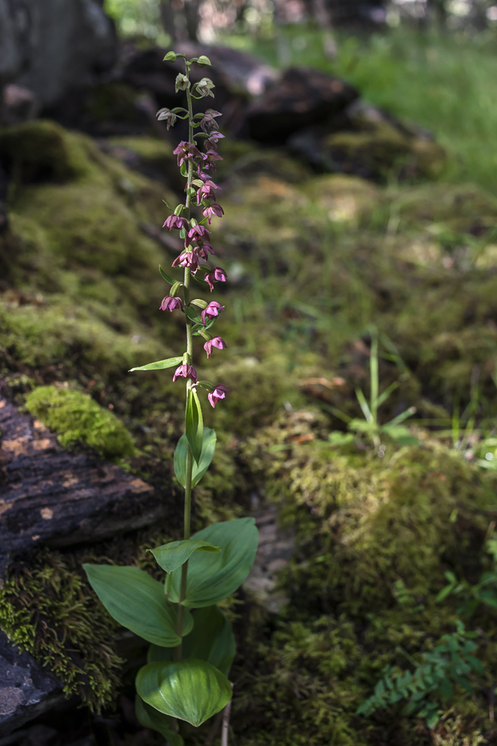Epipactis helleborine breiflangre