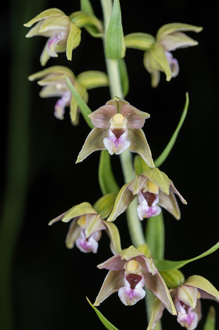 Epipactis helleborine breiflangre