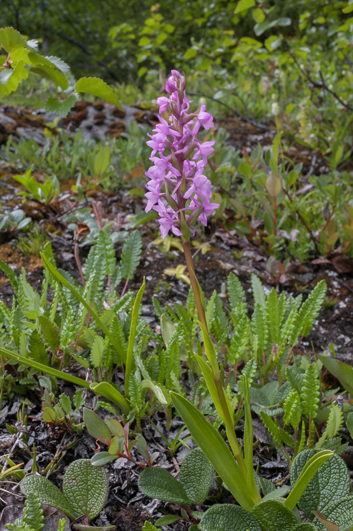 Gymnadenia conopsea brudespore
