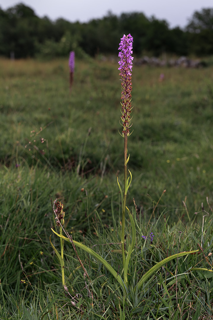 Gymnadenia densiflora praktbrudespore