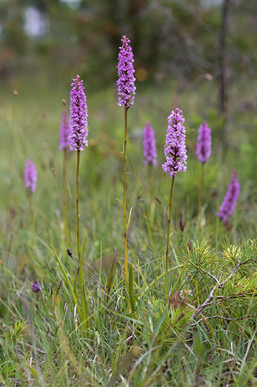 Gymnadenia densiflora praktbrudespore