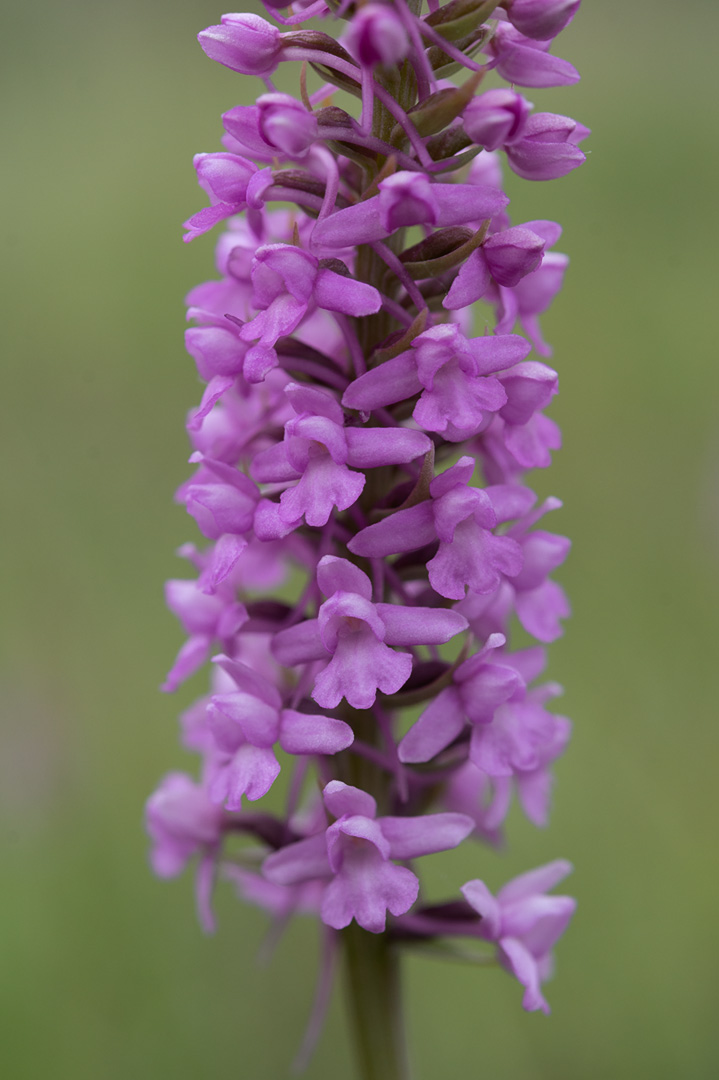 Gymnadenia densiflora praktbrudespore