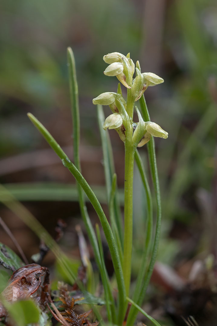 Chamorchis alpina fjellkurle