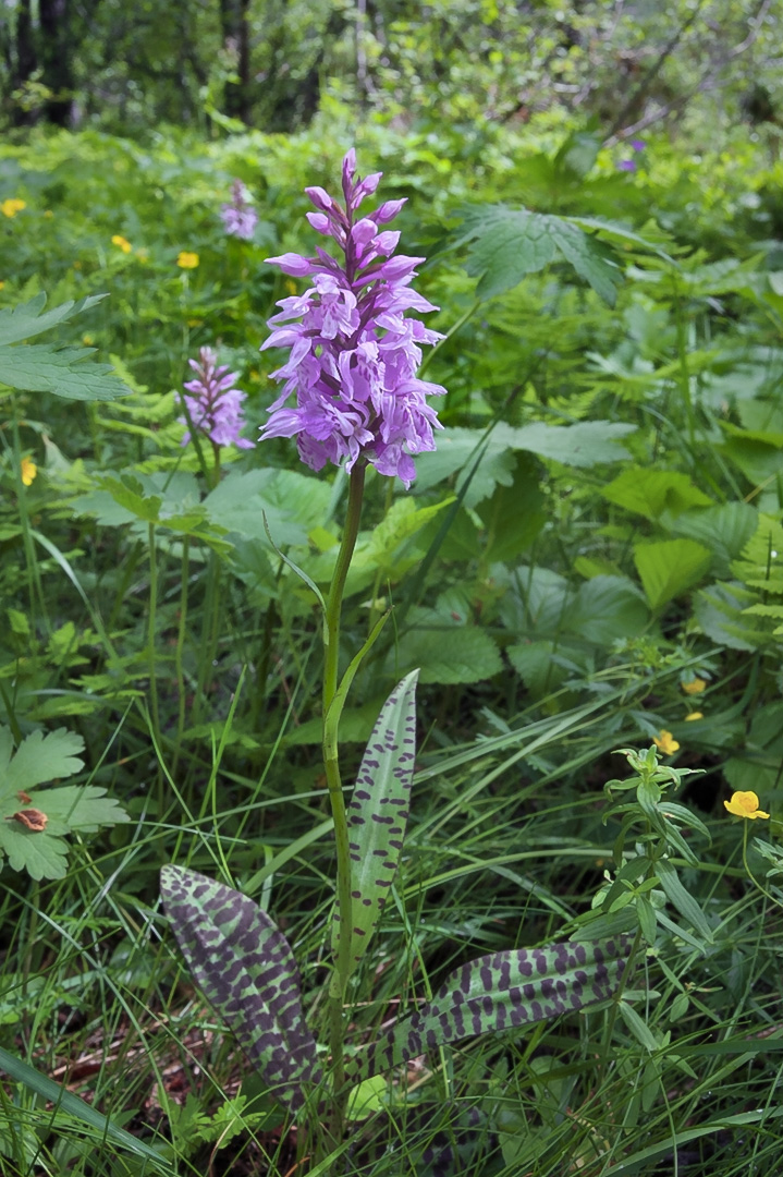 Dactylorhiza maculata blekmarihånd