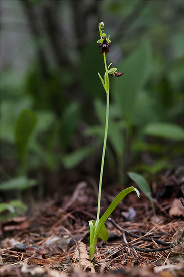 Ophrys insectifera flueblomst