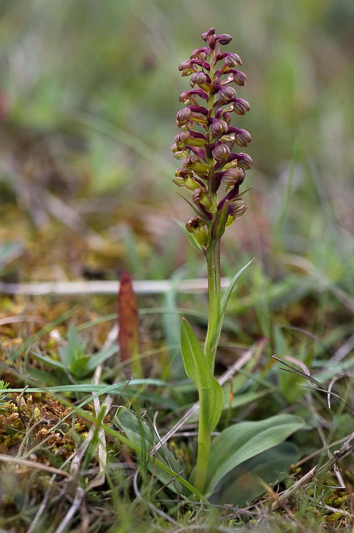 Dactylorhiza viridis grønnkurle