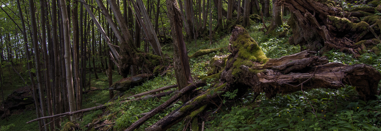 Hardanger stortveblad