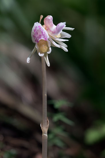Epipogium aphyllum huldreblom