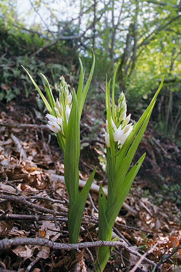 Cephalanthera longifolia hvit skogfrue