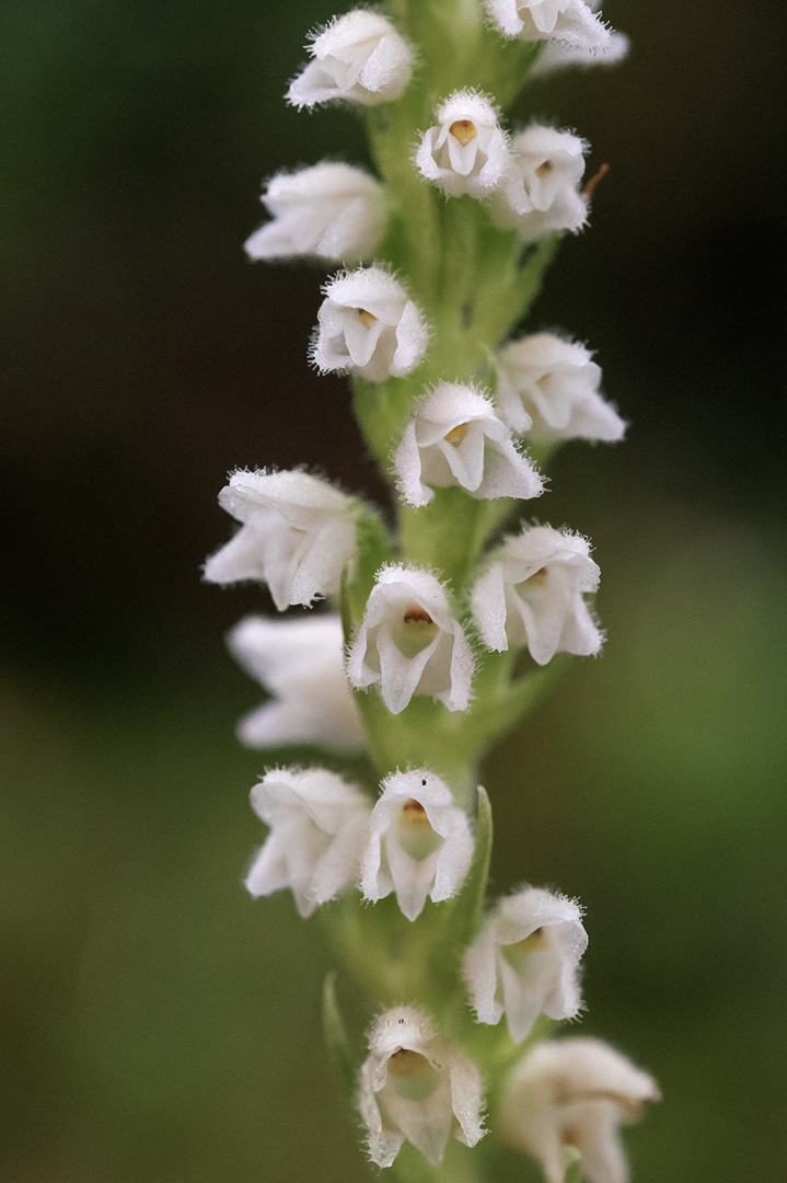 Goodyera repens knerot