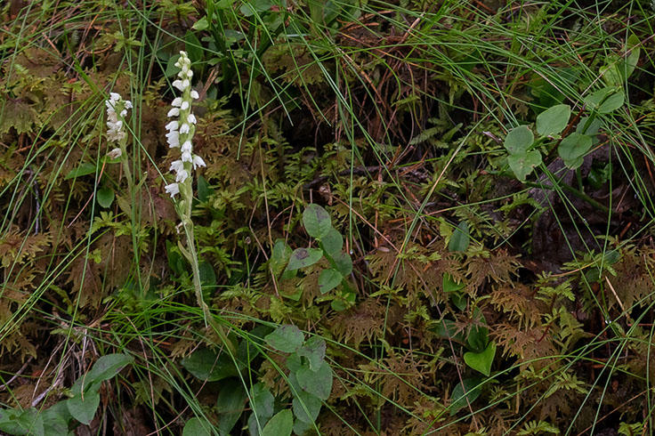 Goodyera repens knerot