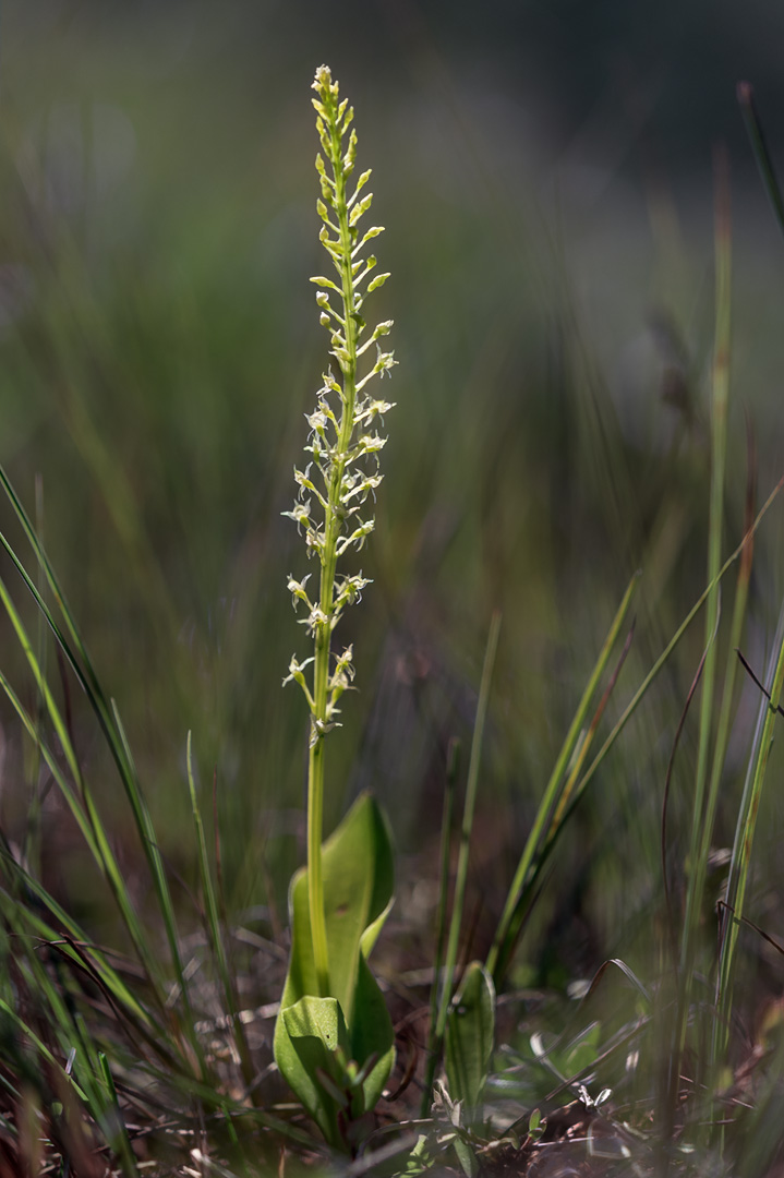 Malaxis monophyllos knottblom