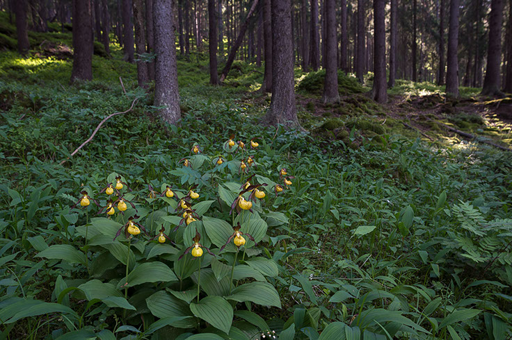 Cypripedium calceolus marisko