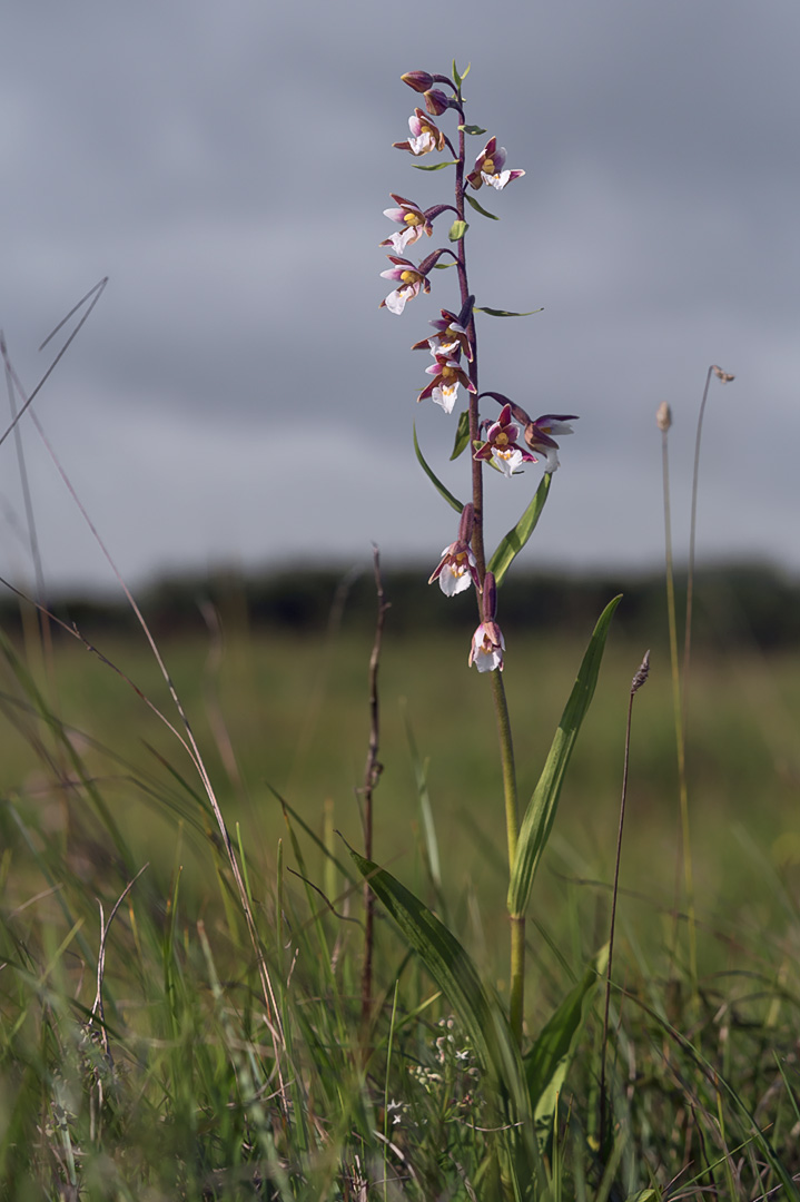 Epipactis palustris myrflangre