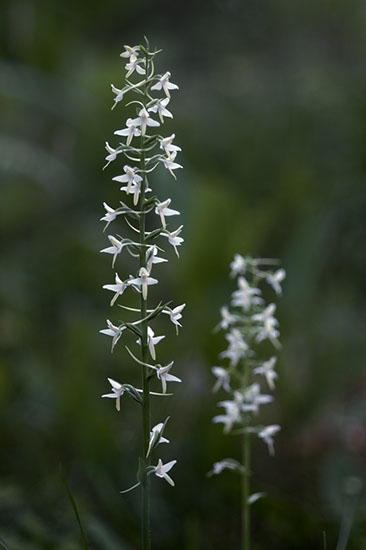Platanthera bifolia nattfiol