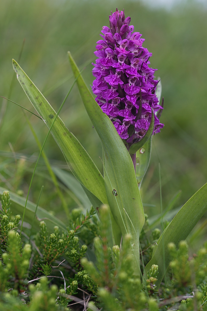 Dactylorhiza majalis ssp. purpurella purpurmarihånd