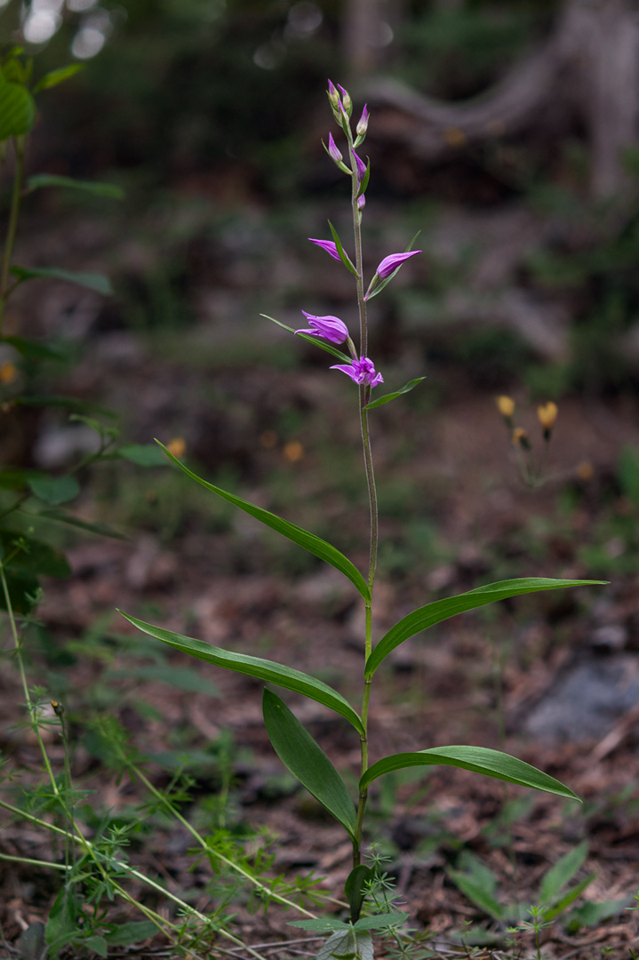 Cephalanthera rubra rød skogfrue