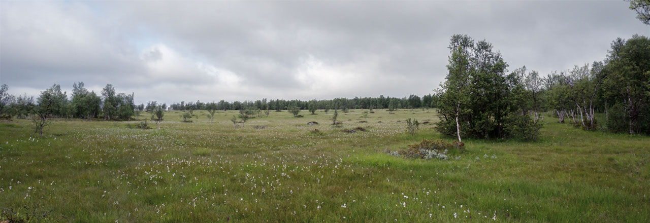 Sølendet lappmarihånd