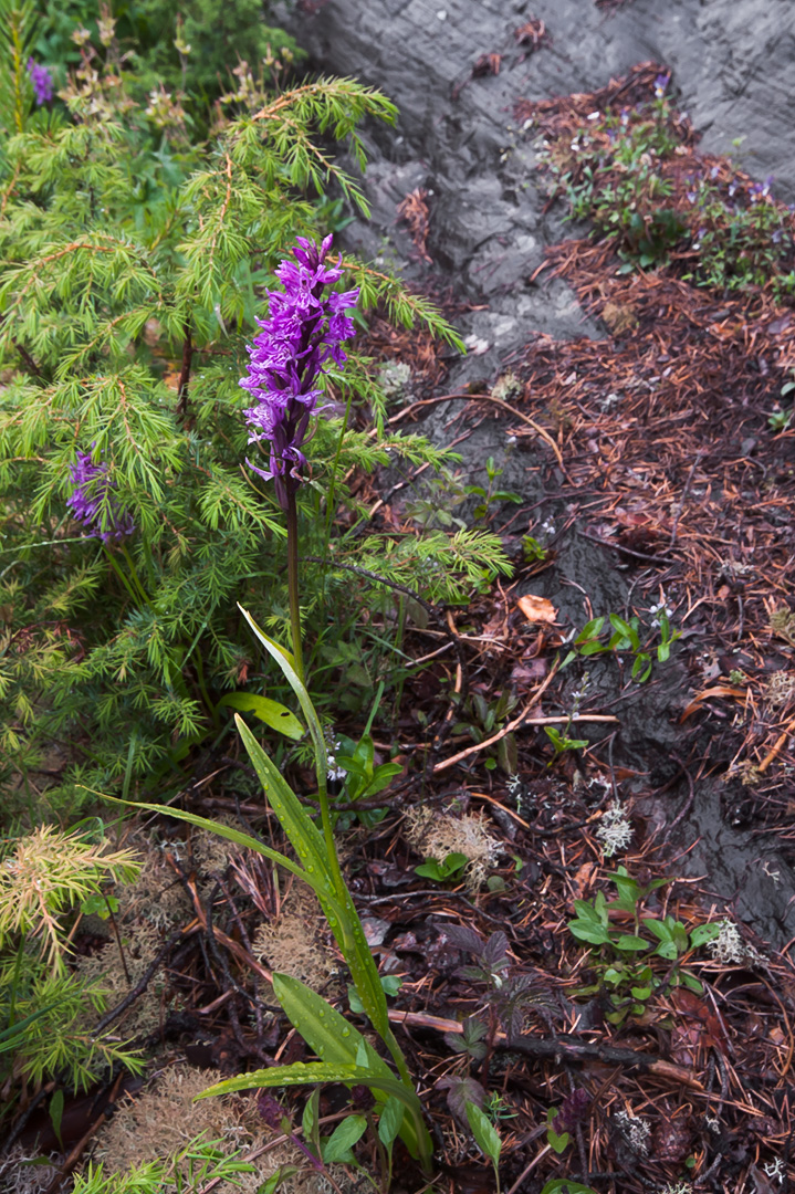 Dactylorhiza maculata blekmarihånd