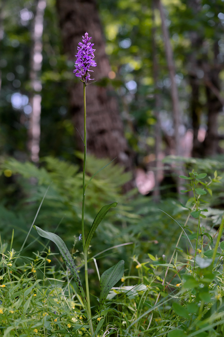 Dactylorhiza maculata blekmarihånd