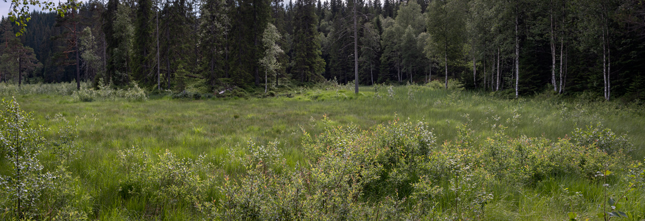 Slåttemyra smalmarihånd