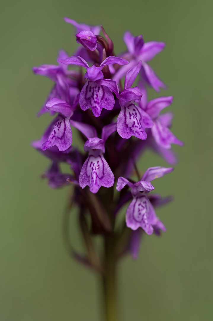 Dactylorhiza majalis ssp. sphagnicola smalmarihånd