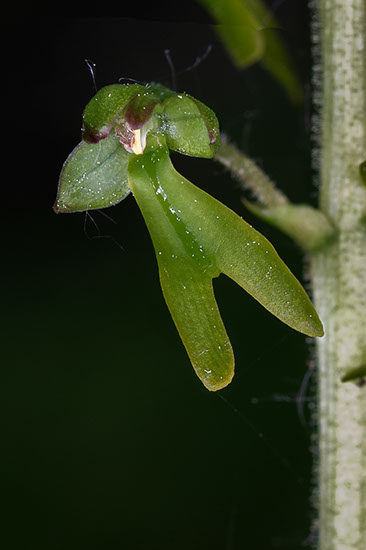 Neottia ovata stortveblad