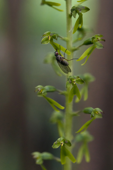 Neottia ovata stortveblad