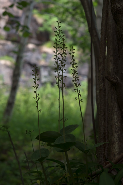 Neottia ovata stortveblad