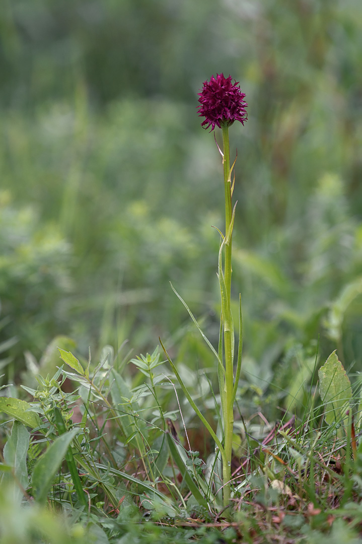 Gymnadenia nigra svartkurle