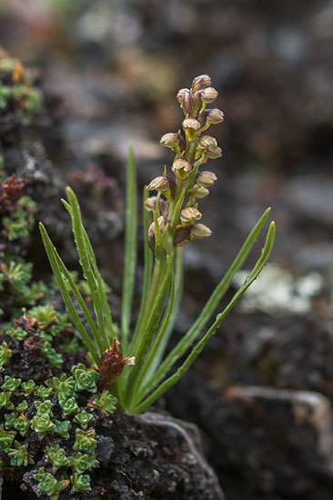 Chamorchis alpina fjellkurle
